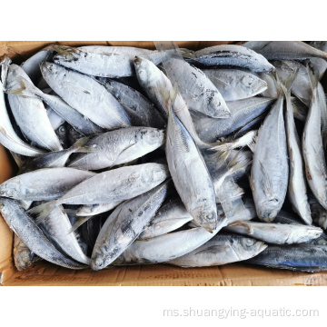 Kilang langsung Frozen Horse Mackerel Harga Pemasaran Ikan